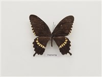 藏品(玉帶鳳蝶)的圖片